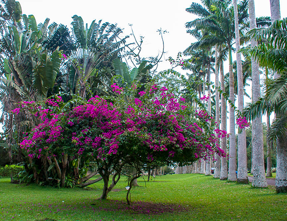 Aburi Botanical Gardens